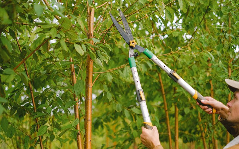 Tree trimming in Penfield, NY